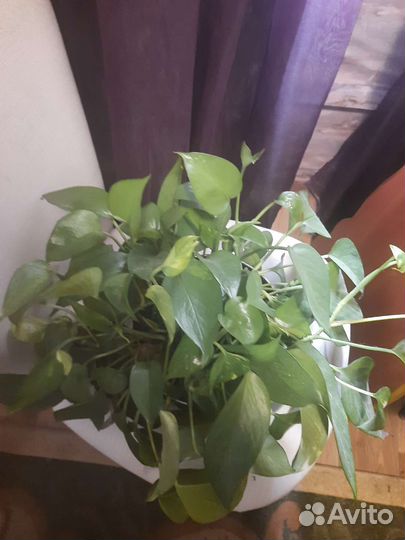 Пальма и др