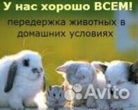Передержка животных