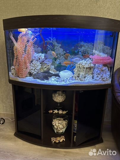 Аквариум