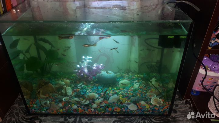Аквариум с рыбками, полный комплект