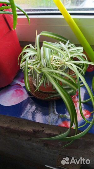 Хлорофитум кучерявый