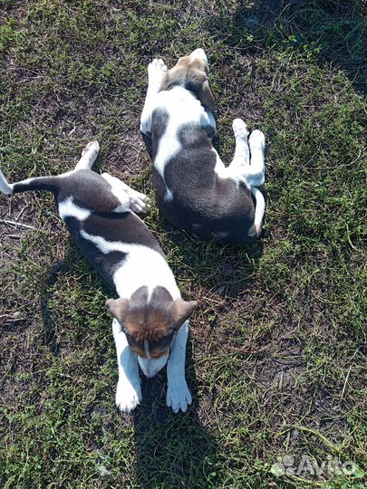 Щенки русской пегой гончей