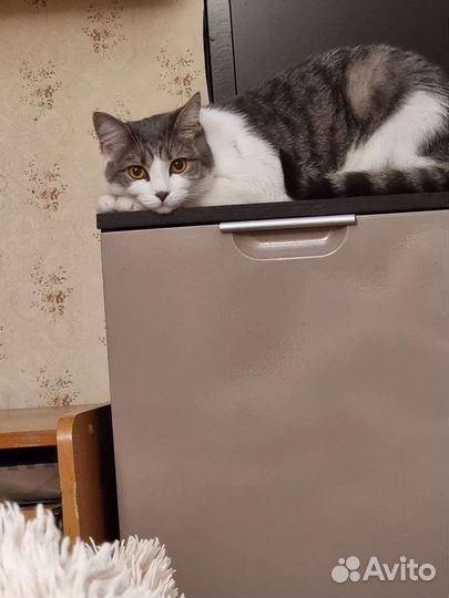 Кошка в добрые руки бесплатно