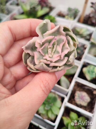 Суккуленты