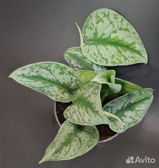 Филодендрон, сциндапсус