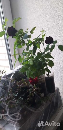 Укорененные черенки розы комнатной. Роза