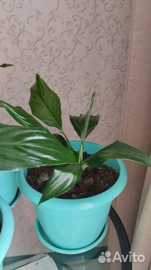 Спатифиллум