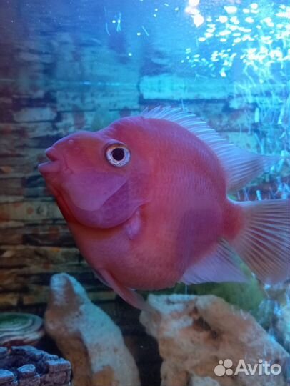 Аквариумные рыбы попугай