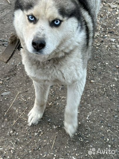 Хаски в добрые руки