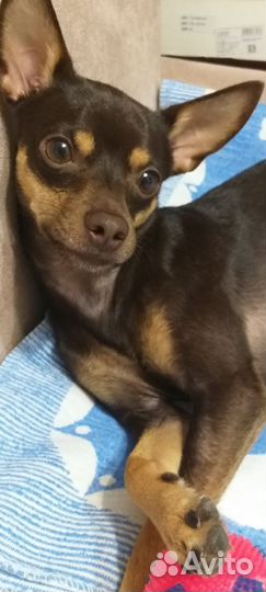 Кобель для вязки той - терьер