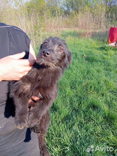 Щенок коротколапик