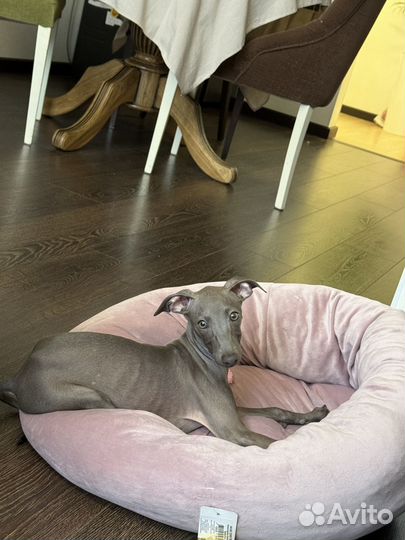 Щенок Левретки. (Итальянская карликовая борзая)