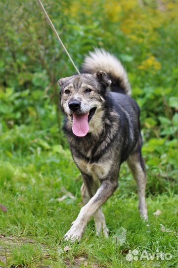 Собака в добрые руки