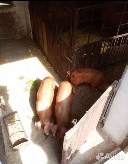 Кабанчик дюрок на племя