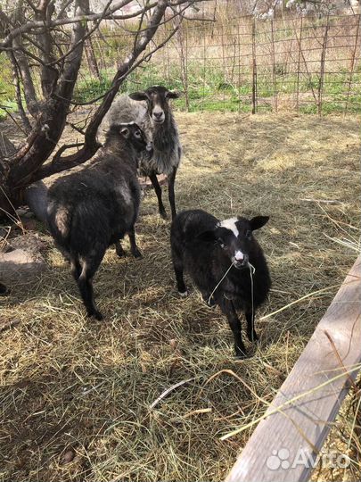 Романовские овцы