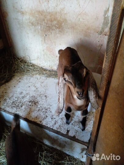 Продажа козлят