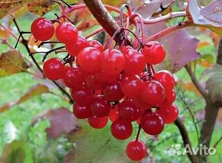 Калина сладкоплодная, Жимолость сортовая