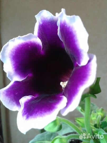 Семена Комнатный цветок, цветок в горшке