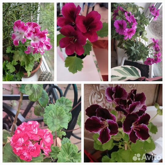 Комнатные цветы