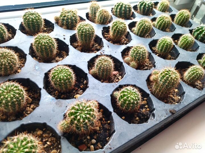 Кактусы малыши микс