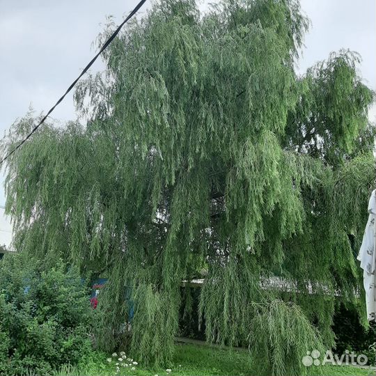 Продаю саженцы ивы плакучей