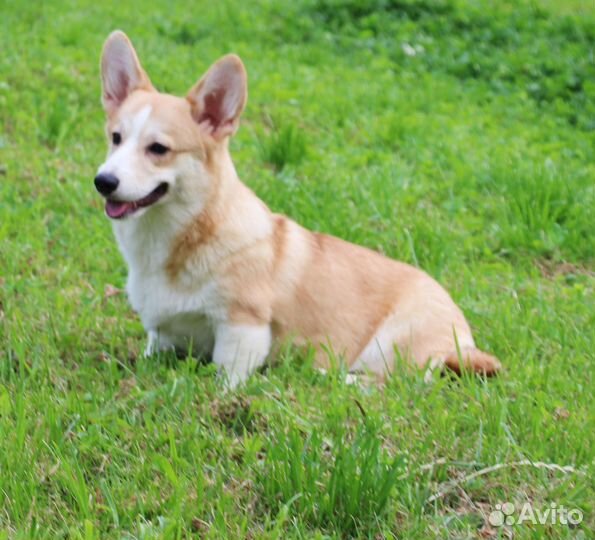 Очаровательный мальчик с хвостиком ждет родителей