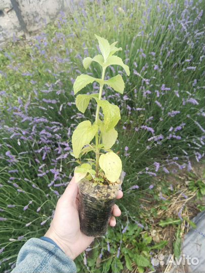 Рассада мяты