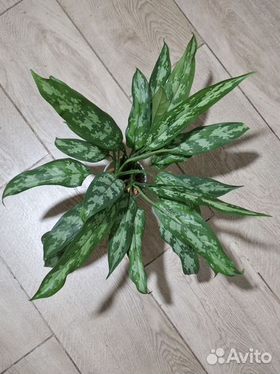 Аглаонема Трейба