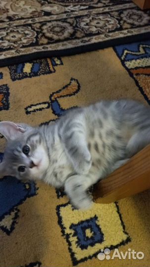 Котенок девочка