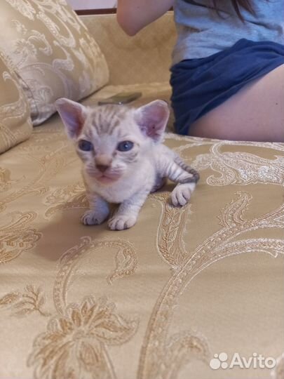 Котята Сфинкс браш