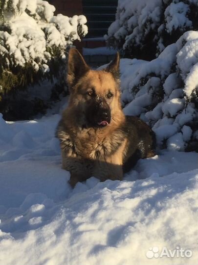 Щенки немецкой овчарки