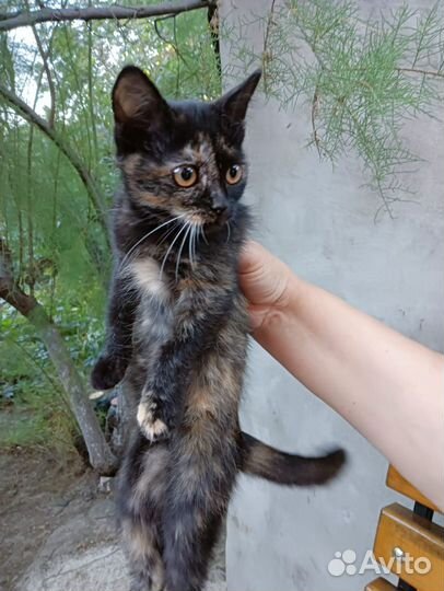 В добрые руки кошечка