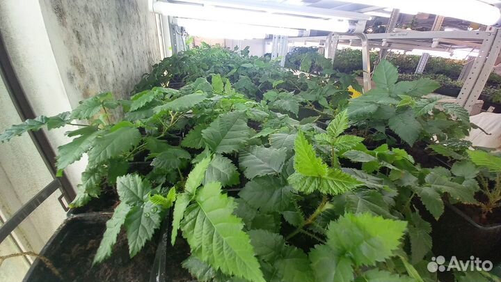 Саженцы ежевики