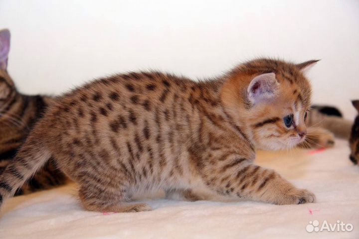 Котята Шотландские скоттиш страйт
