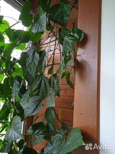 Китайская роза