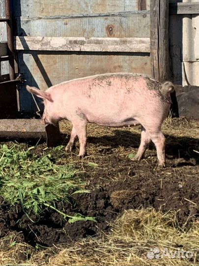 Свинья ландрас