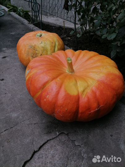 Продам тыкву