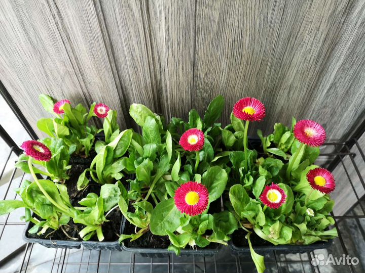 Спирея. Форзиция. Саженцы кустарников