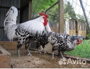 Куры петухи породные