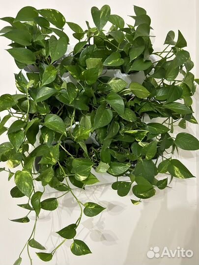 Эпипремнум