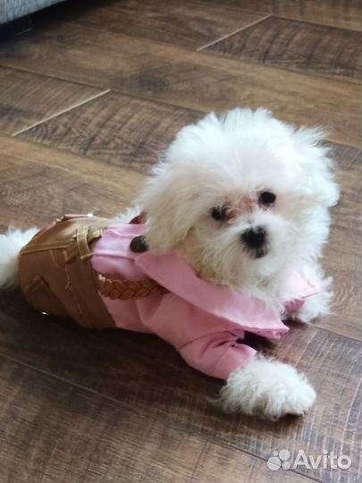 Мальтезе девочка