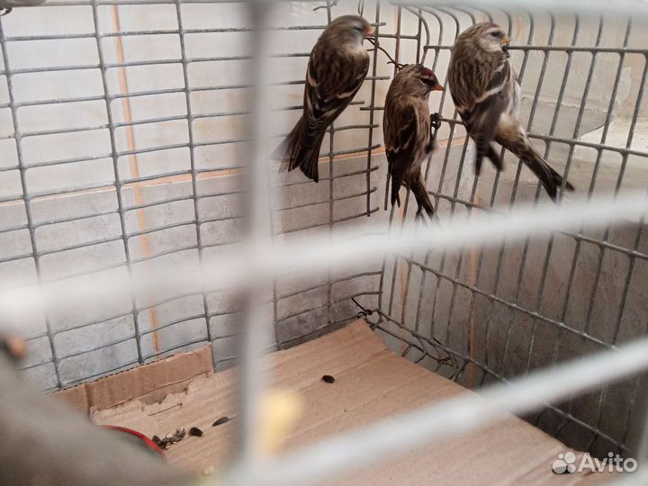 Певчие птицы