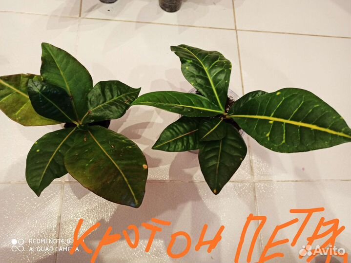 Фикус, кодиум (кротон)