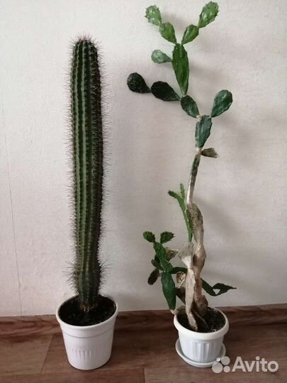 Кактус / опунция