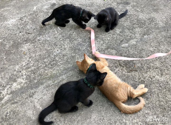 Отдам в хорошие руки котенка