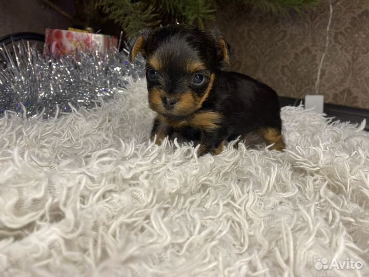 Йоркширский терьер