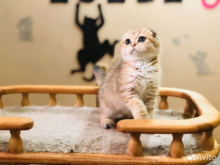 Скоттиш фолд девочка