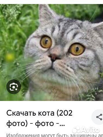 Котята отдам бесплатно