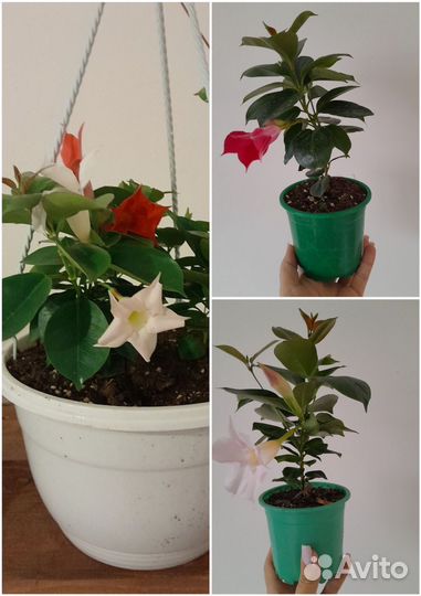 Дипладения