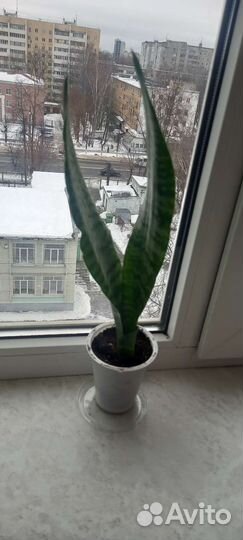 Сансевиерия (щучий хвост)